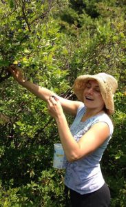 Blueberries: Stephanie eats as many blueberries as she picks.