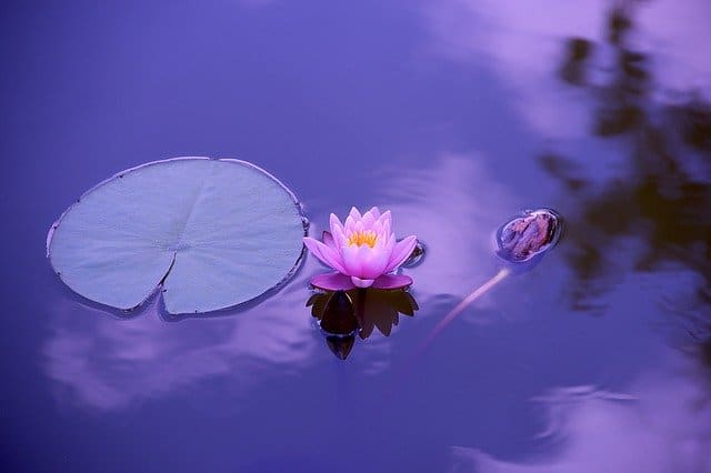 Lotus on the water