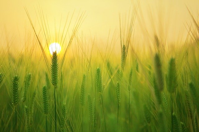 A field of grain at sunrise