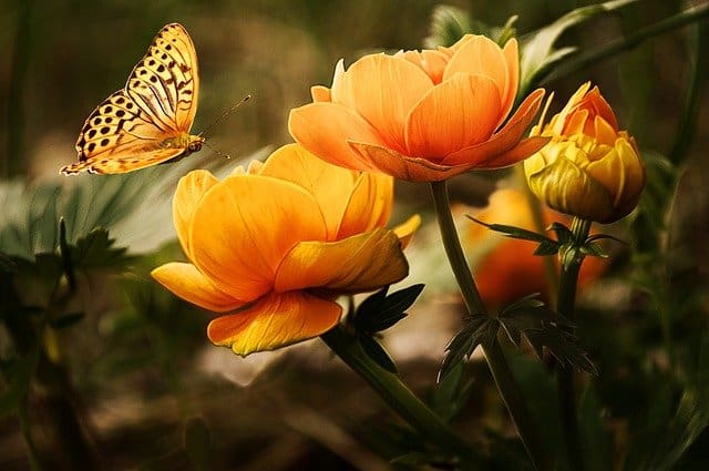 yellow butterfly landing on flower blossoms