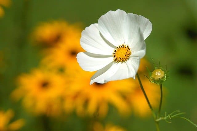 white flower amist yellow