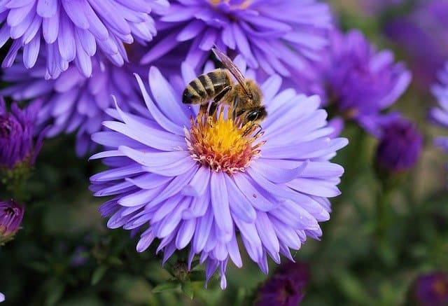 Bee on a purple flower