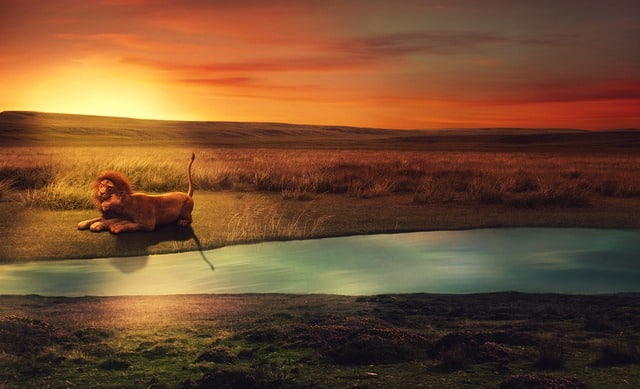 Lion in the sun near water