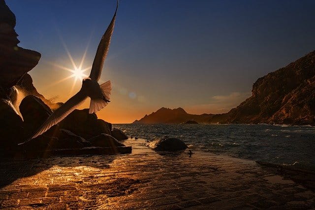 Bird soaring in the sun