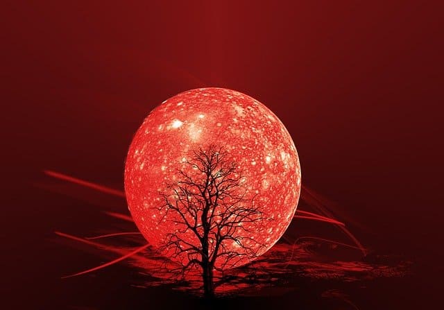 a tree before the red moon