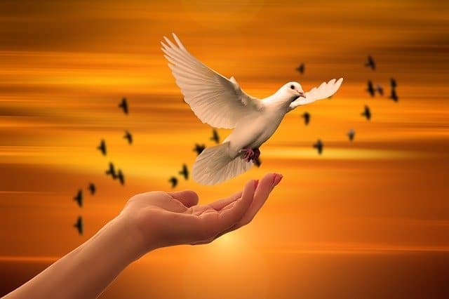 hand releasing dove