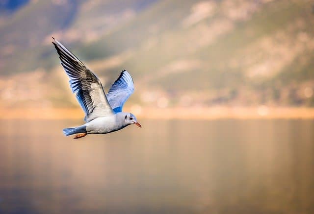 bird flying over water