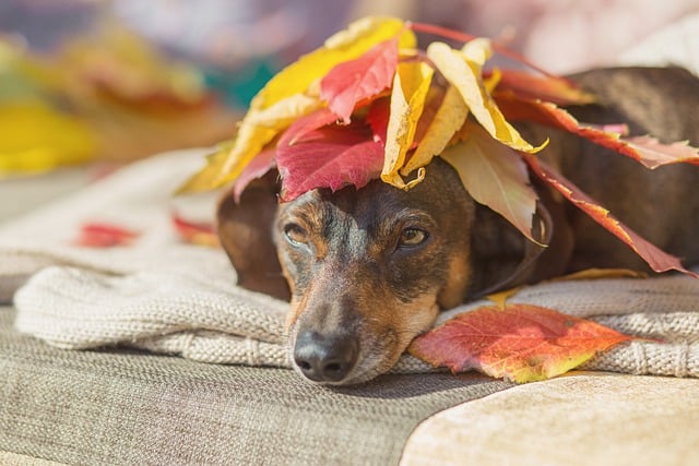 dog with leaves on its head