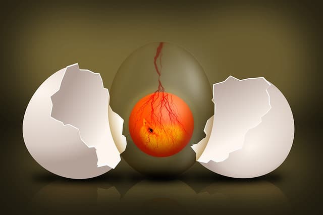 Chicken embryo emerging from an egg