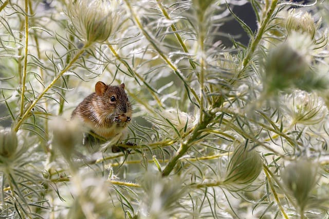 mouse in a tree