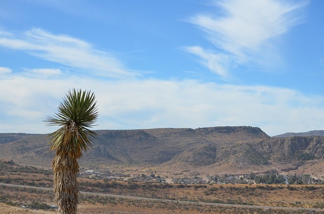 tree in the mountains