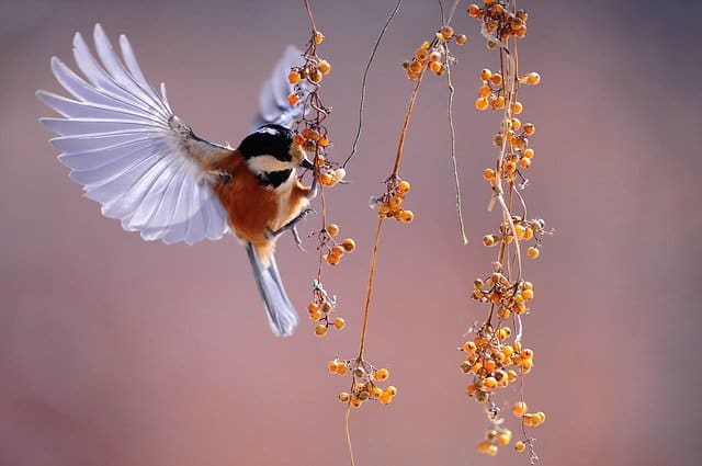 bird on berries