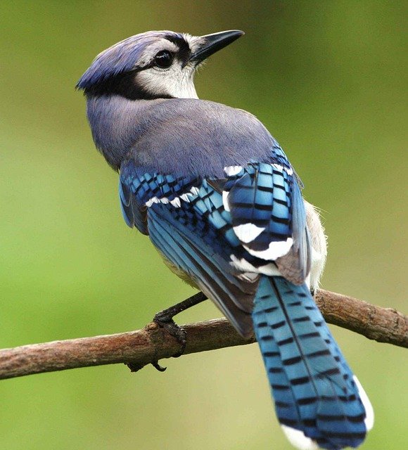 Blue jay on a branch