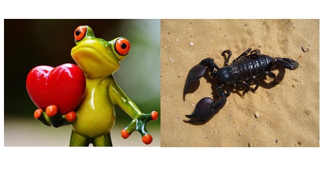 Frog & Scorpion: A Fable