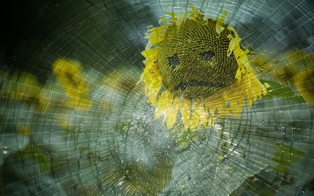 sunflower web