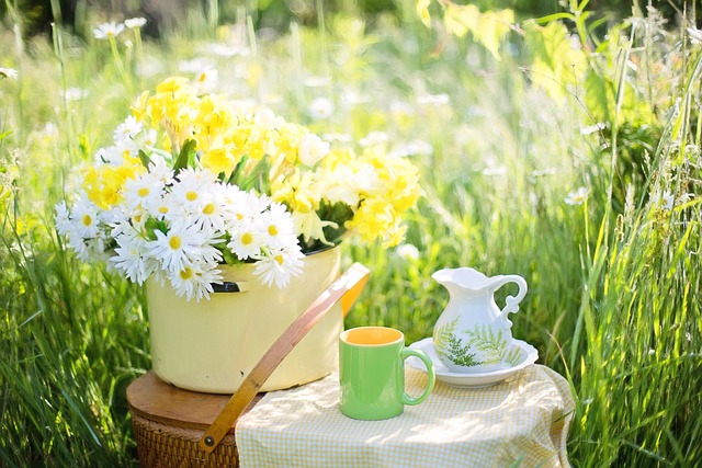 daisies-1466860_640