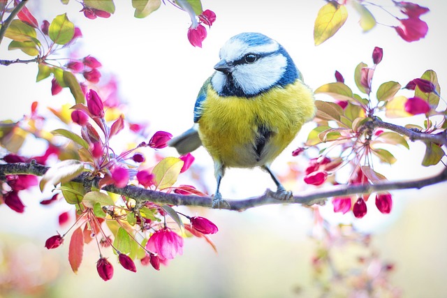 Bluebird on a branch with pink flowers