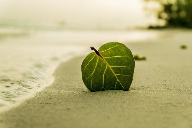 leaf on a sandy beach