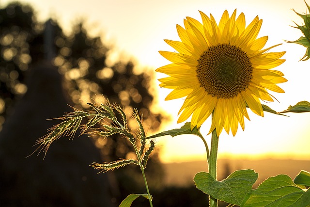 sunflower in the sun