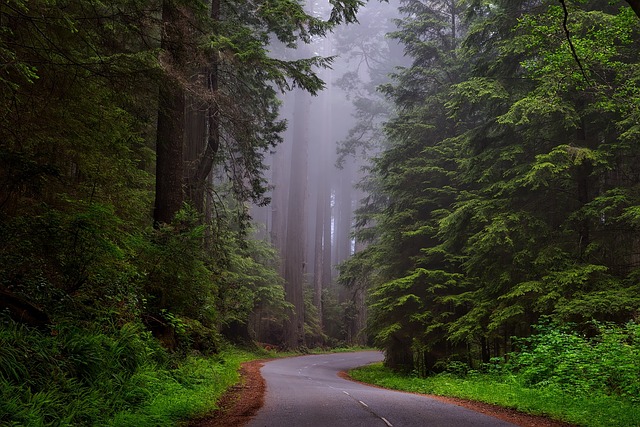 Road through the woods