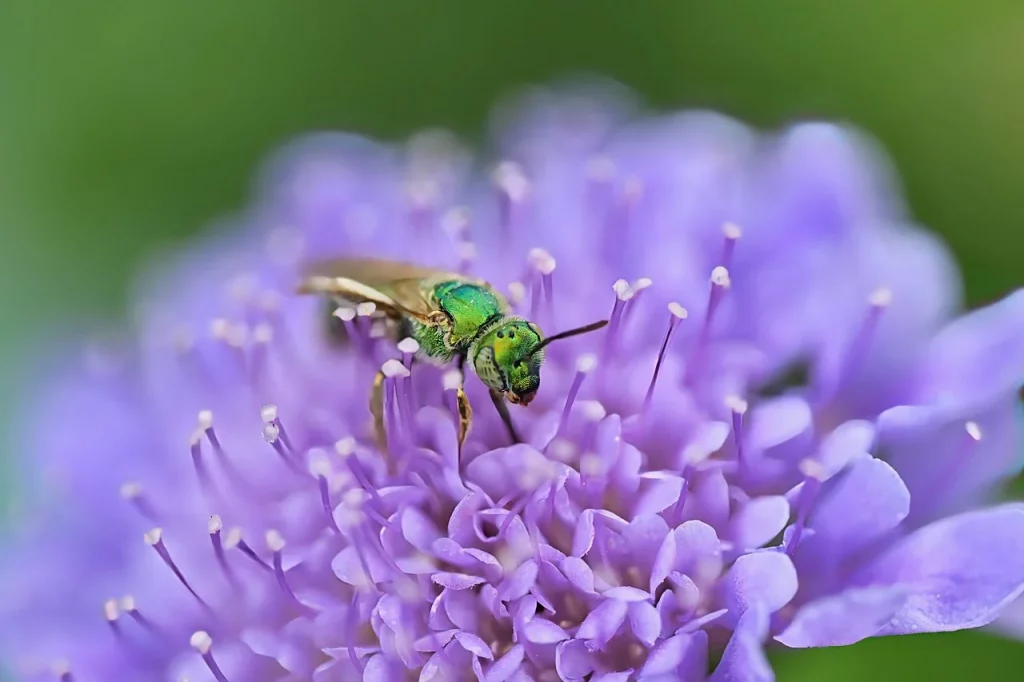 Bee on a purple flower