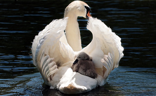 swan swimming with baby on its back
