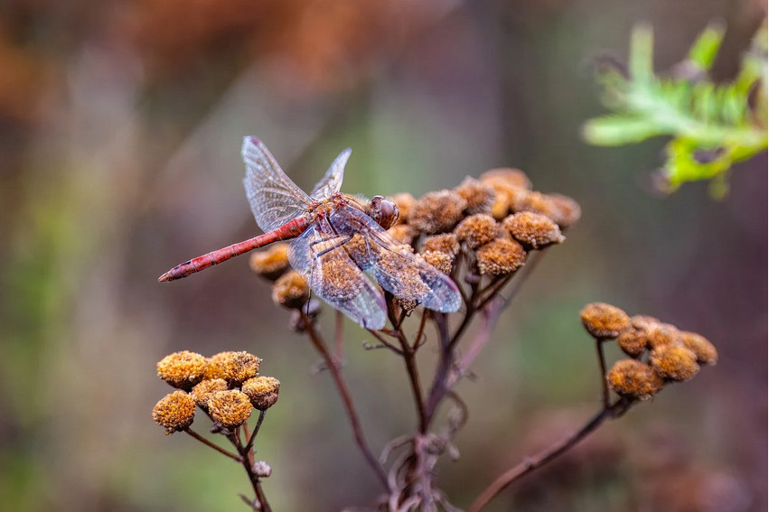Dragonfly on an autumn plant