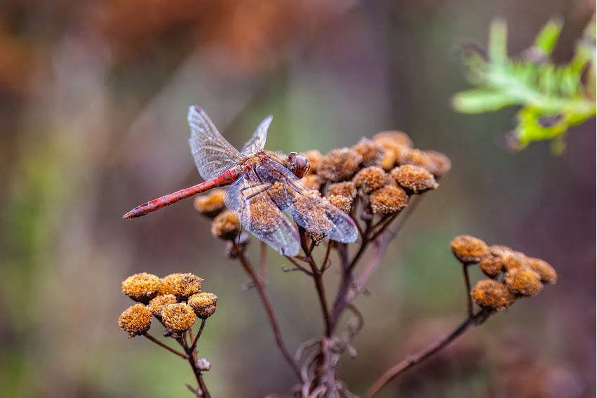 Dragonfly on an autumn plant