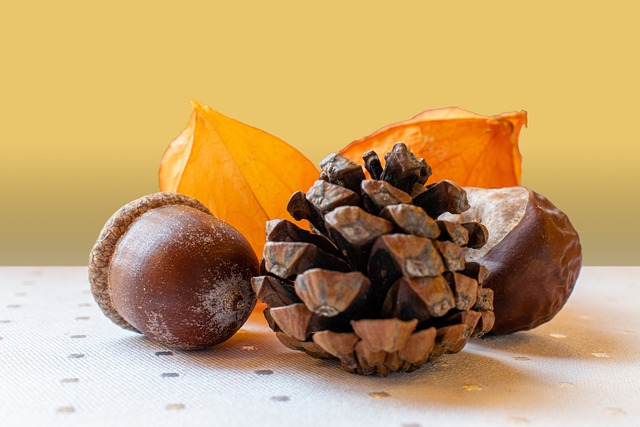 acorns, pinecone closeup