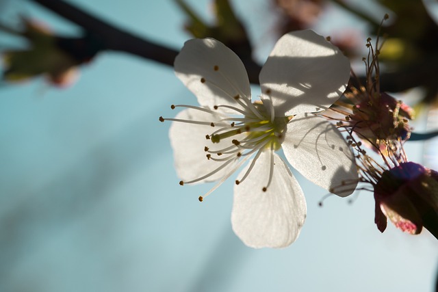 Apple blossom closeup