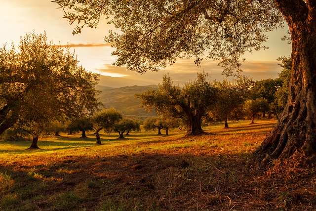 Field in golden light