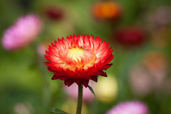 Close up of a red flower