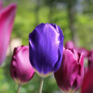 purple tulips