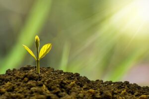 a seed in the sun