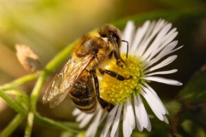 bee in a flower