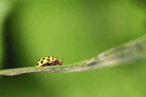 a lady bug