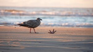 seagull at the beach