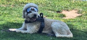 a dog with goggles