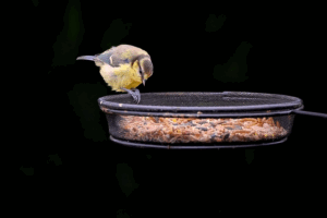 bird eating