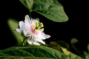 passiflora flower
