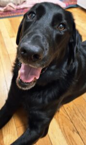 a black dog