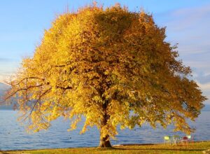 tree