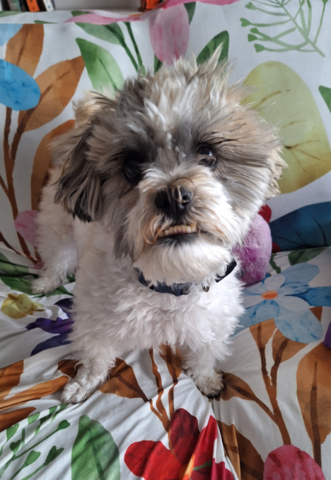 a white and gray dog