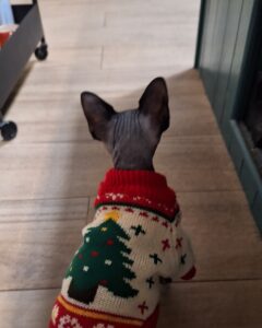 a cat dress in Christmas costume back