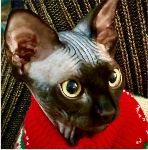 a cat dress in red